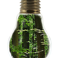 Trees in spring forest inside incandescent lamp / bulp against white background